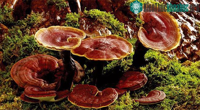 Myco cũng thể hiện sự vượt trội khi được đặt lên bàn cân với các loại da tổng hợp.