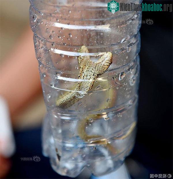 Con rắn này chỉ dài khoảng 20cm.
