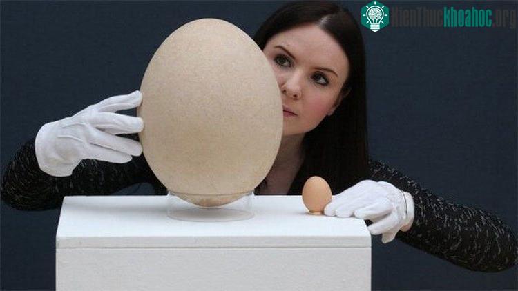 Quả trứng chim voi bên cạnh trứng gà bình thường. (Ảnh: BBC).