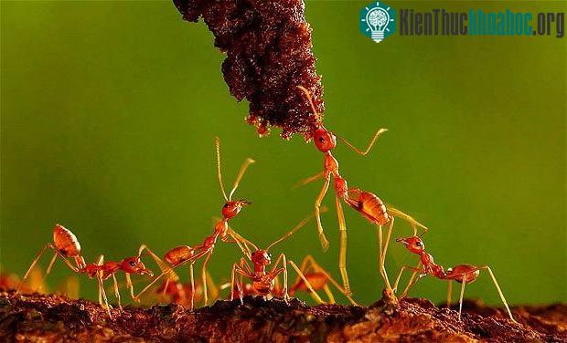 Việc lập trình những cỗ máy mô phỏng theo tập tính làm việc của loài kiến có thể giúp sản phẩm của họ đưa ra quyết định chuẩn xác hơn.
