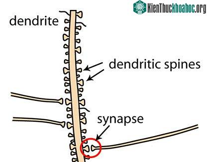 Các đuôi gai này bị phá hủy bởi vì số lượng các microglia.