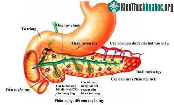 Viêm tụy cấp hoại tử có thể dẫn tới tử vong.