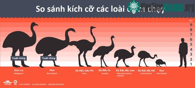 So sánh kích cỡ các loài chim chạy