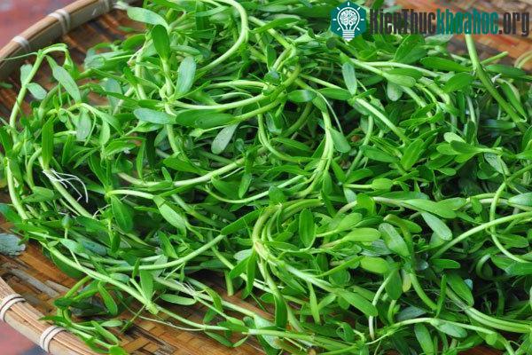 Rau đắng đất mọc dại ven bãi sông, bãi biển có vị đắng, tính mát giúp thông tiểu, nhuận gan...