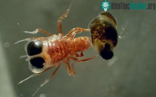 Một con amphipod đang mang đối tượng bị “bắt cóc”. (Ảnh: Charlotte Havermans/Alfred Wegener - Viện Nghiên cứu Biển và Địa cực).