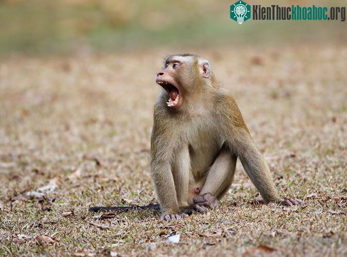 Khỉ đuôi lợn là một trong những loài lớn nhất trong họ nhà khỉ Cercopithecidae.