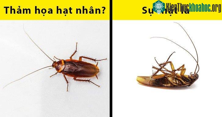Gián cũng sẽ "lên trên" nếu thảm họa hạt nhân nổ ra.