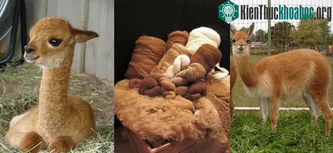 Dù bề ngoài yểu điệu nhưng lạc đà Vicuña không phải là loài yếu đuối.