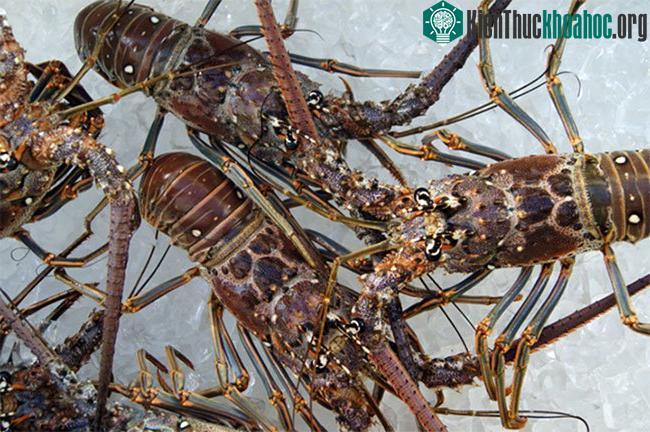 Chúng ta có thể đưa chúng vào nước lạnh có thể làm tê chúng trước khi chế biến.