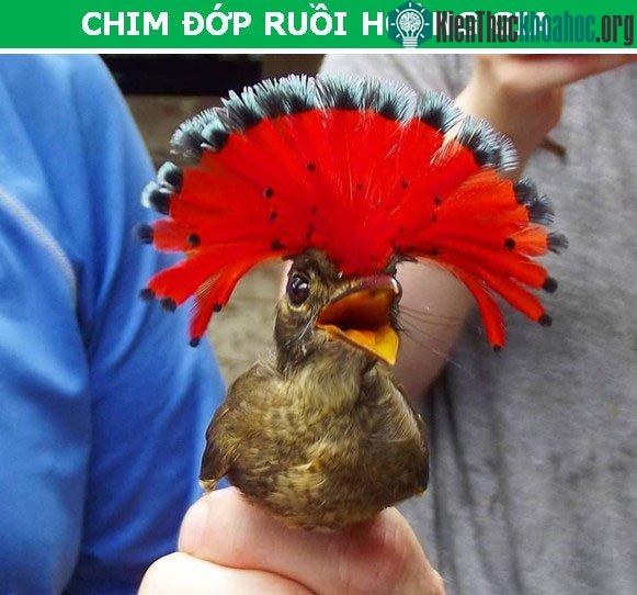 Chim đớp ruồi hoàng gia