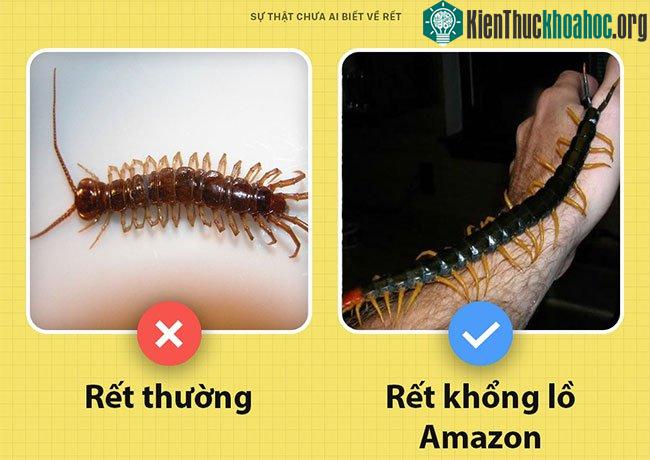 Rết khổng lồ