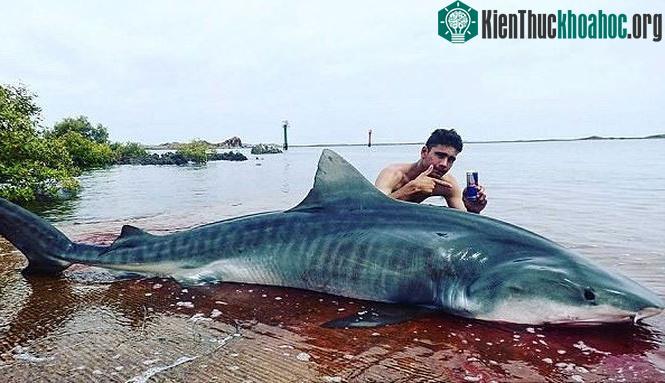 Kruz bên con cá mập hổ khổng lồ.