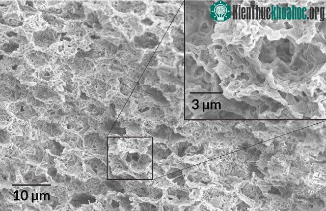 Các lớp sơn phủ của loại sơn polime mới này có các lỗ hổng cỡ nano hoặc micro, khúc xạ hơn 96% ánh nắng mặt trời chiếu xuống - (Ảnh từ J. Mandal et al/Science 2018).