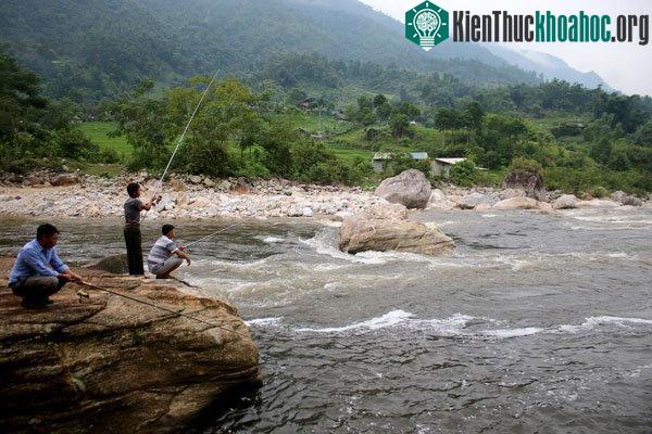 Các cần thủ săn loài cá quý như vàng trên suối La Ve.