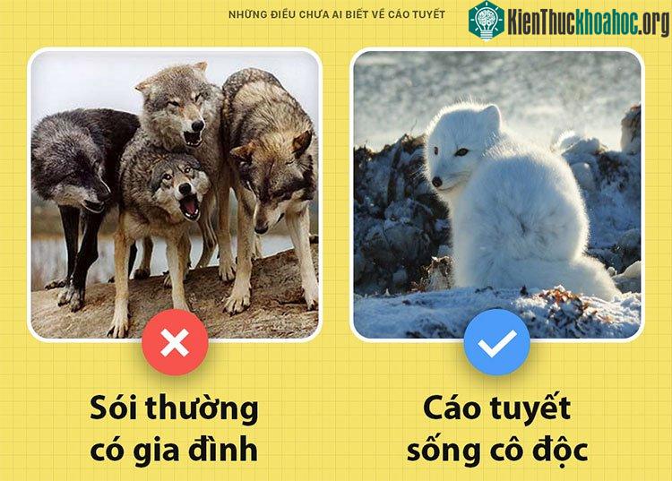Cáo tuyết sống cô độc, không gia đình