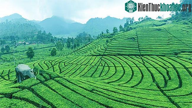 Để có thể thu hoạch trà này, người ta còn phải trông trời trông đất, tính toán trước sau, đợi đến lúc thích hợp nhất.
