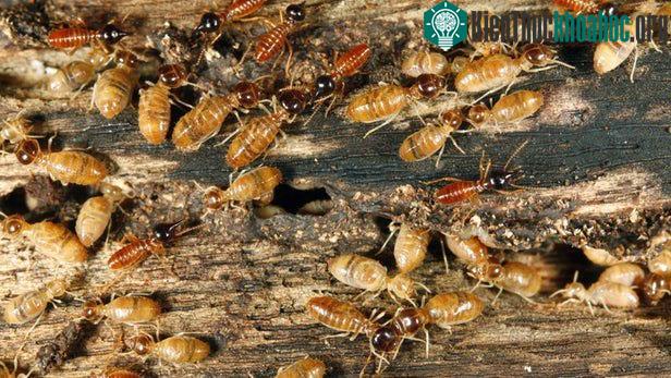 Tổ mối không có con đực - đây là lần đầu tiên khoa học tìm ra.