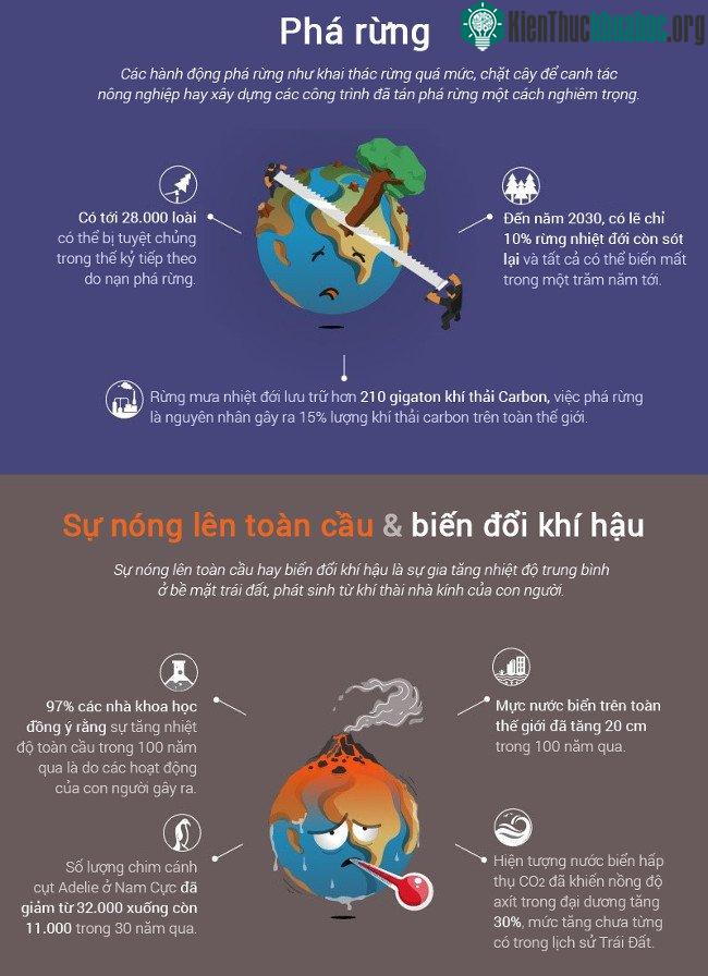 Phá rừng gây gia tăng lượng khí thải carbon trên thế giới