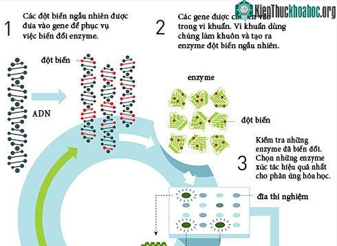 Quy trình tạo ra enzyme tiến hóa có định hướng.
