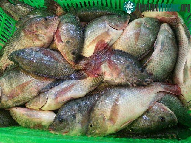 Cá rô phi chứa ít chất dinh dưỡng.
