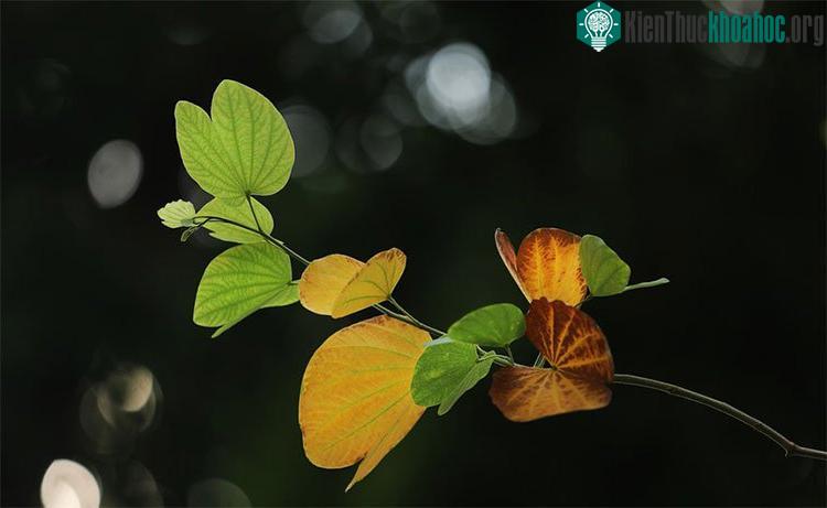 Những khoảnh khắc mùa thu Hà Nội đẹp nao lòng ảnh 10