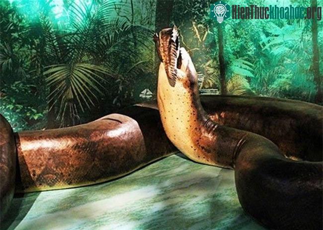 Titanoboa