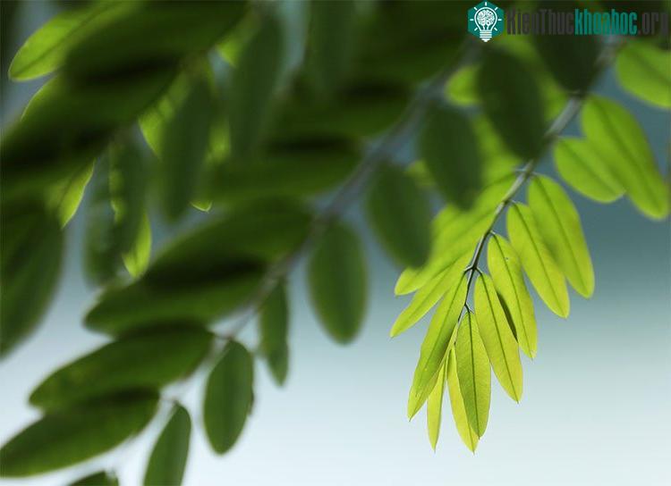 Những khoảnh khắc mùa thu Hà Nội đẹp nao lòng ảnh 13