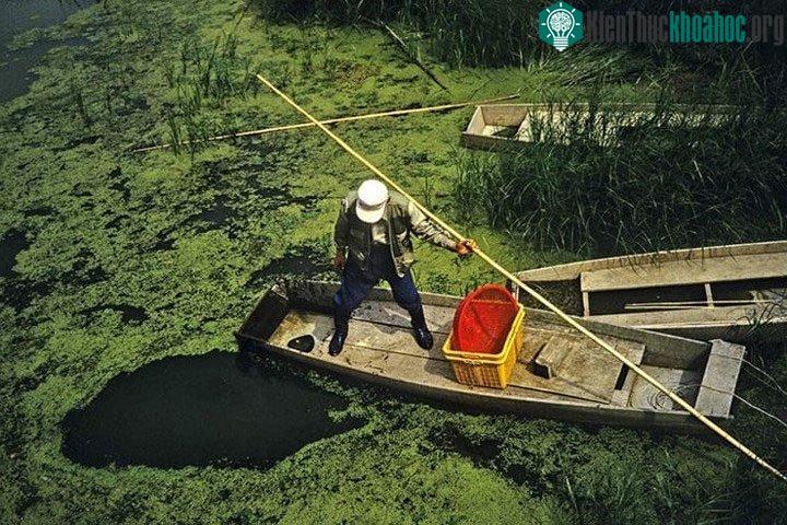 Vùng đất ngập nước Upo trải rộng tới 5.50km2 và có hơn 1.000 loài sinh vật.
