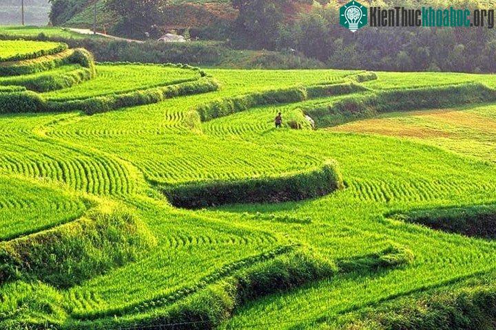 Ruộng lúa bậc thang ở tỉnh Nam Gyeongsang