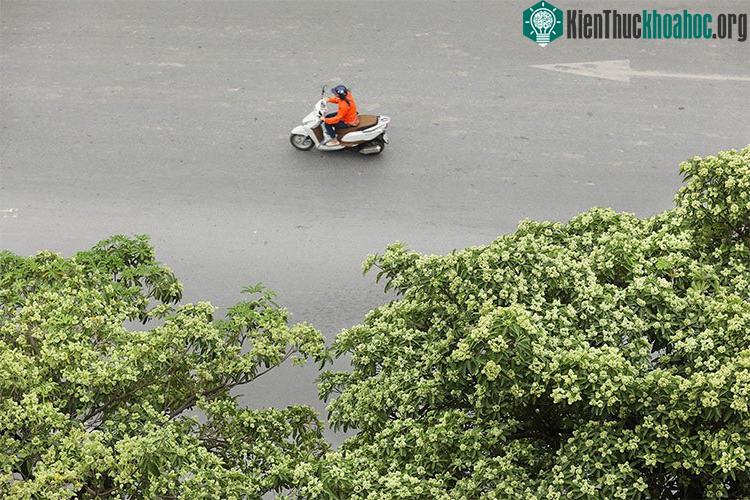 Hoa sữa