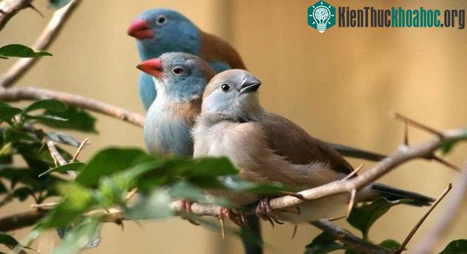 Chim Uraeginthus cyanocephalus.
