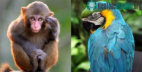 Vẹt và linh trưởng cũng khá giống nhau.