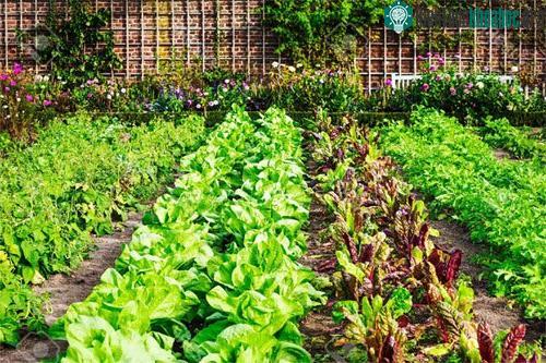 Với các luống rau, rắc chế phẩm dạng bột trực tiếp lên đất với liều lượng 1kg chế phẩm cho 1,5 đến 2m
