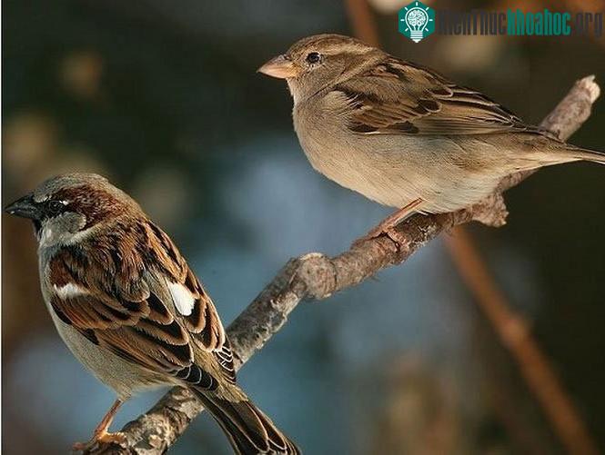 Chim sẻ có mầu lông nâu, xám đặc trưng.