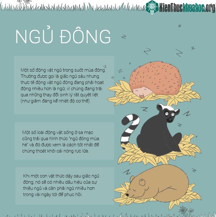 Một số loài động vật ngủ đông