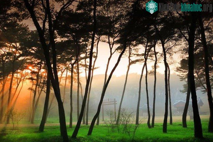 Ánh sáng huyền ảo ở khu lăng mộ của Vương hậu Jeongsun thời Triều đại Joseon (Triều Tiên)
