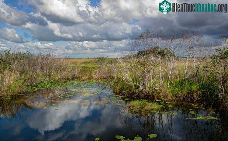 Số lượng trăn Miến Điện ở Florida vẫn chưa có dấu hiệu suy giảm.