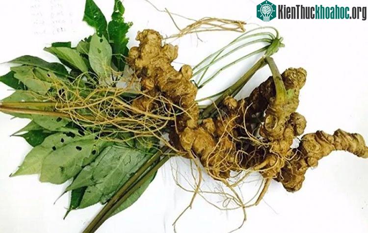 Sâm Ngọc Linh có tác dụng kháng khuẩn, chống trầm cảm, giảm lo âu.