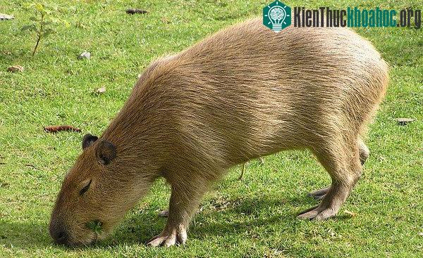 Loại chuột này có thói quen kỳ quặc đó là ăn luôn phân của mình.