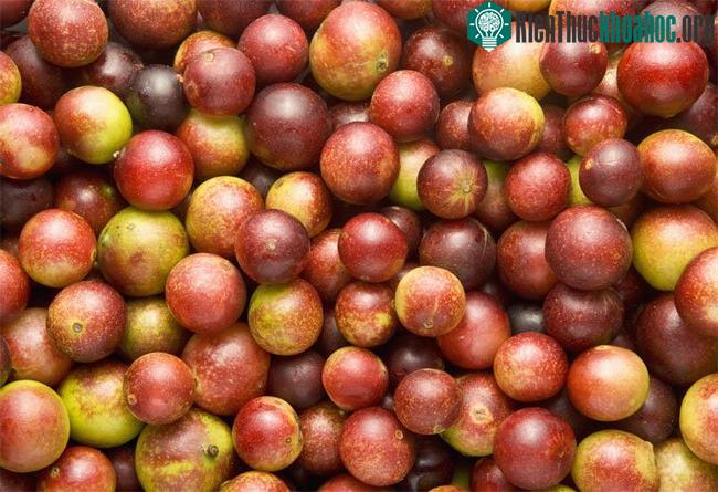 Camu camu có polyphenols - loại dưỡng chất đang được chứng minh là có khả năng chống lại béo phì.