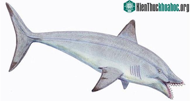Edestus