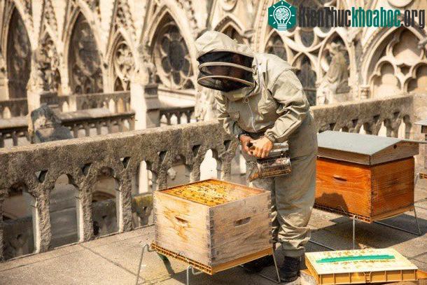 Chăm sóc tổ ong giữa những mái vòm cao ngất.