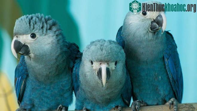 Loài vẹt Spix của Blu từng bị săn đuổi rất nhiều khoảng 150 năm trước.