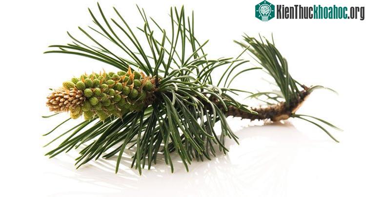 Tinh dầu thông đỏ được chiết xuất từ lá của cây thông Hàn Quốc.
