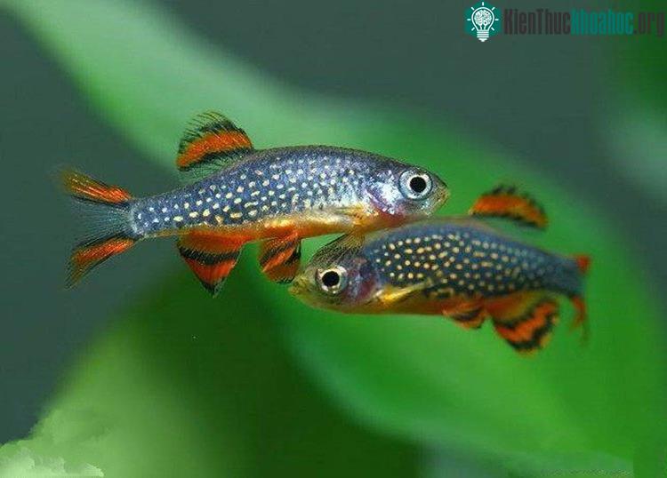 Cá galaxy đực có màu sáng xanh và màu sắc vây sặc sỡ, trong khi đó cá galaxy cái có màu xanh lá xẫm và màu sắc ở vây không sặc sỡ bằng cá trống.