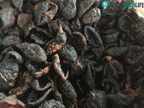 Quả bứa sau khi hái về, được sơ chế và phơi khô dùng làm gia vị cho các món ăn.