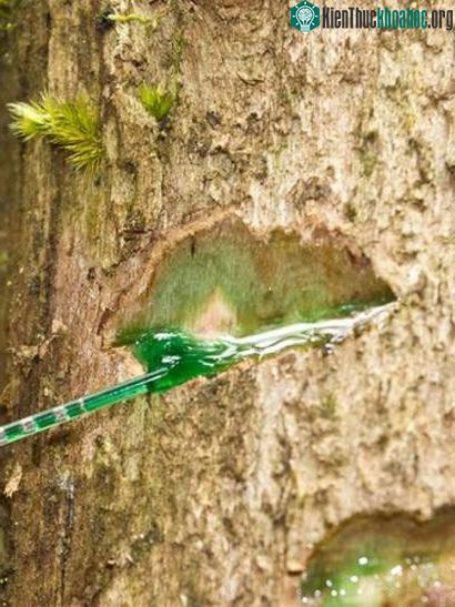 Cây Phyllanthus balgooyi của Borneo có nhựa màu xanh lá giàu niken - (Ảnh của Antony van der Ent).