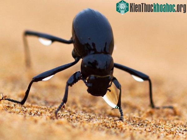 Loài bọ cánh cứng Namib Desert