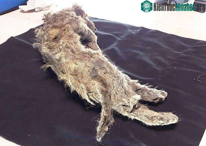 Sư tử non ước tính mới 1 tháng tuổi khi bị băng tuyết vùi lấp.