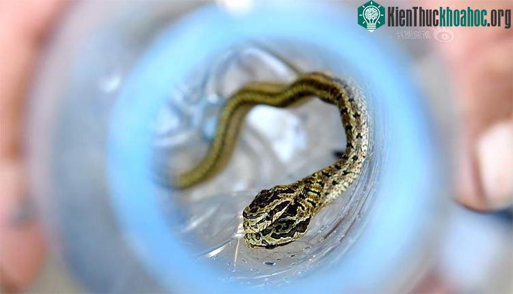 Đây là rắn thuộc họ rắn nước và không có độc.